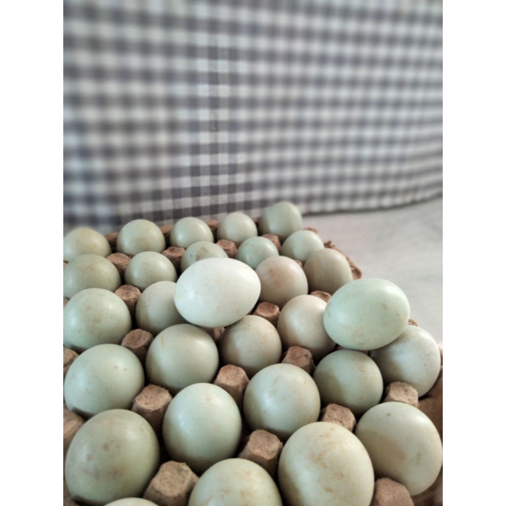 Telur Bebek Omega Protein Tinggi