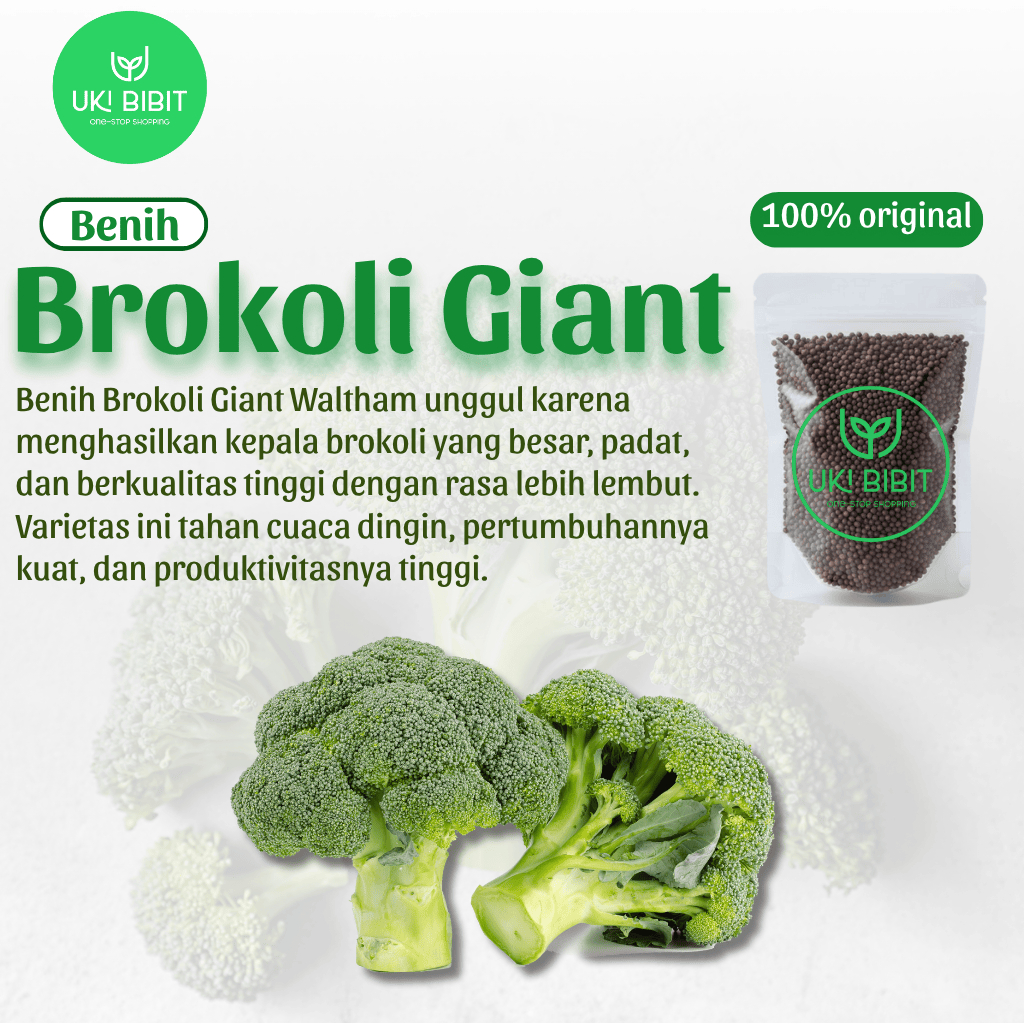 ( 1.000 Butir ) Benih Biji Brokoli Giant Waltham | Brokoli Waltham