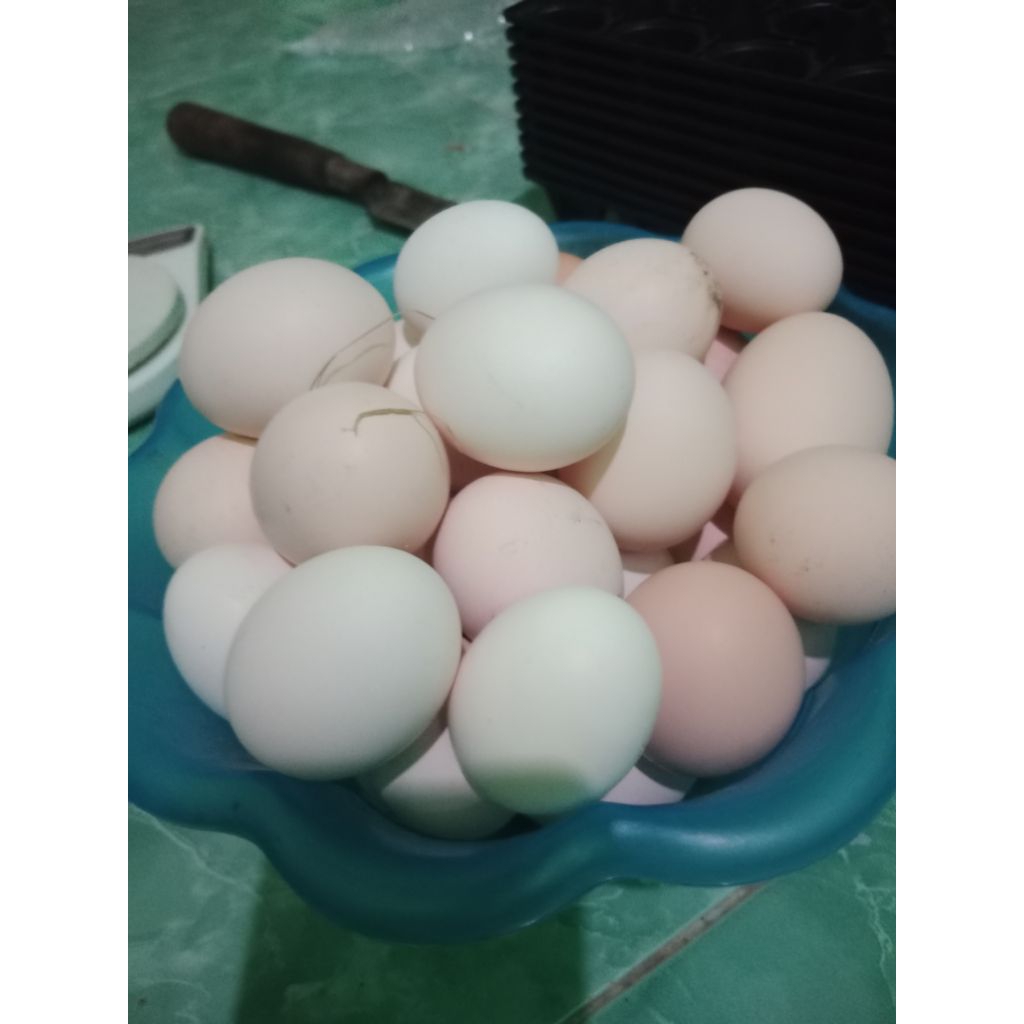 telur ayam kuntara 4 fres  fertil
