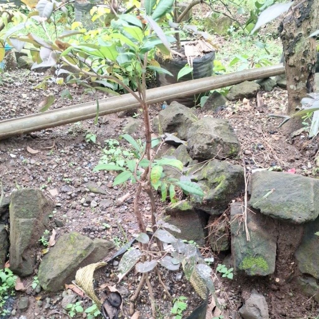 kelengkeng merah tabulampot