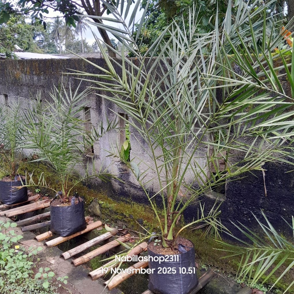 Bibit kurma ajwa arab di kirim full media