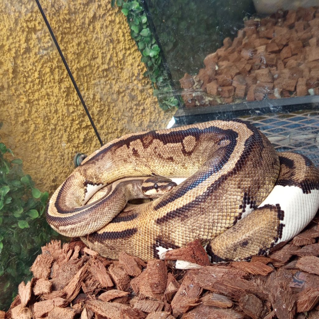 PELET BALL PYTHON MURAH CERAH