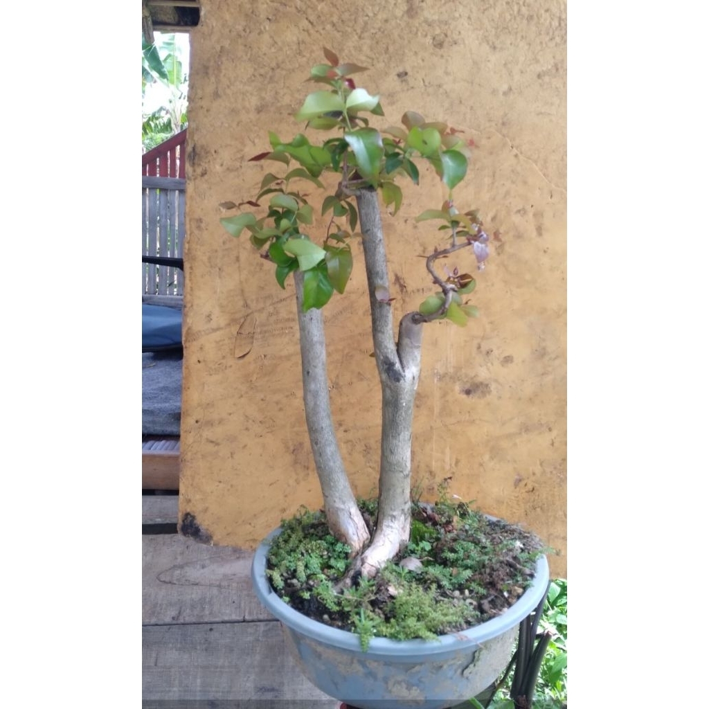Bahan bonsai dewandaru