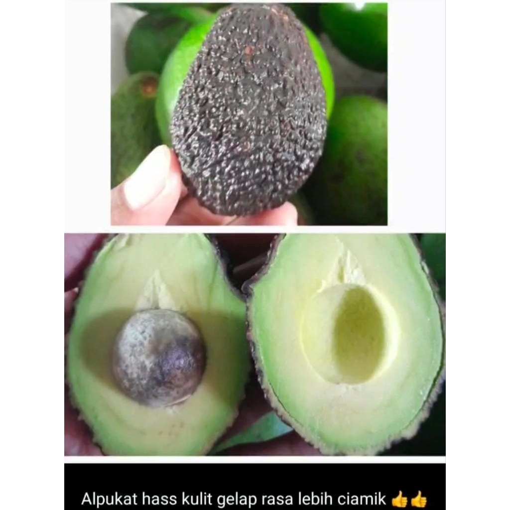 ALPUKAT HASS / MENTEGA 1KG
