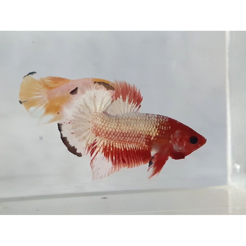 cupang plakat fccp orange head ws ekor lebar realpict