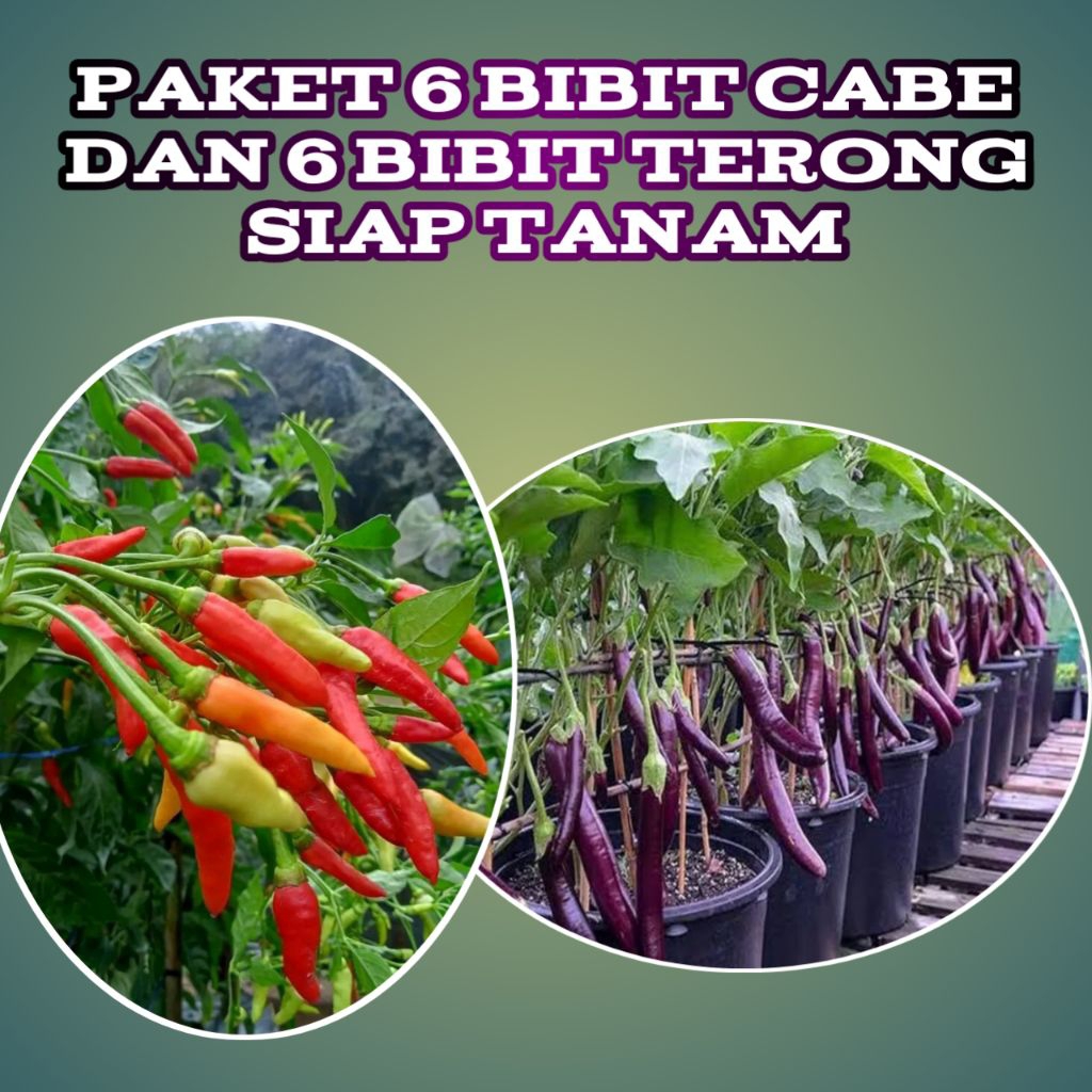 bibit terong dan bibit cabe paket 6 bibit terong dan 6 bibit cabe siap tanan murah