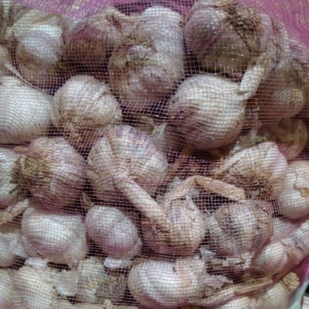 Bawang Putih kotor 1 kg