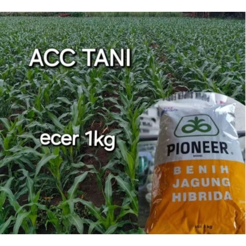 BENIH JAGUNG P32 SINGO ECER