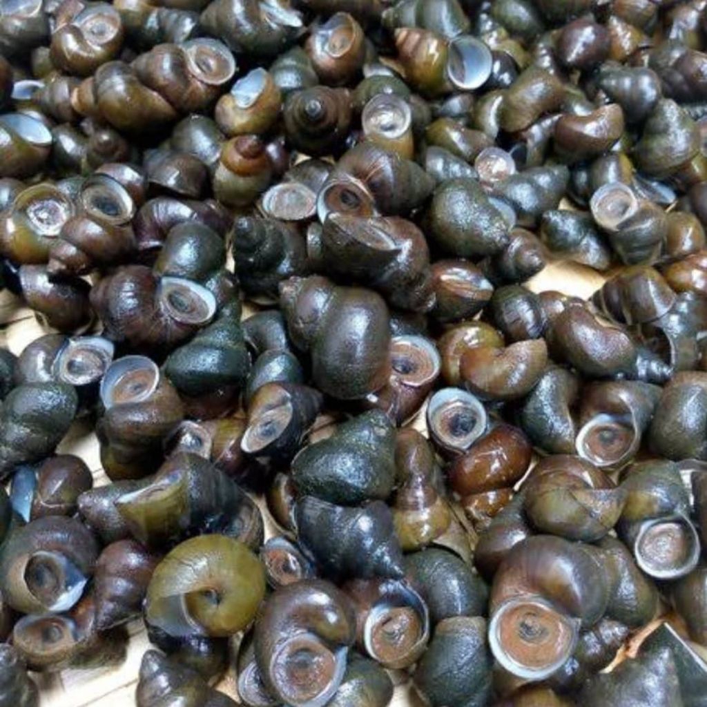 tutut sawah mentah 1kg seger