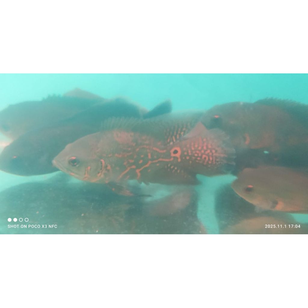 OSCAR TIGER SLAYER UKURAN 10-12 CM