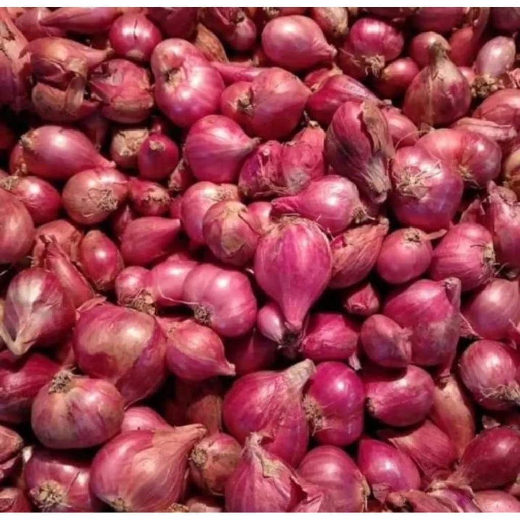 bawang merah probolinggo