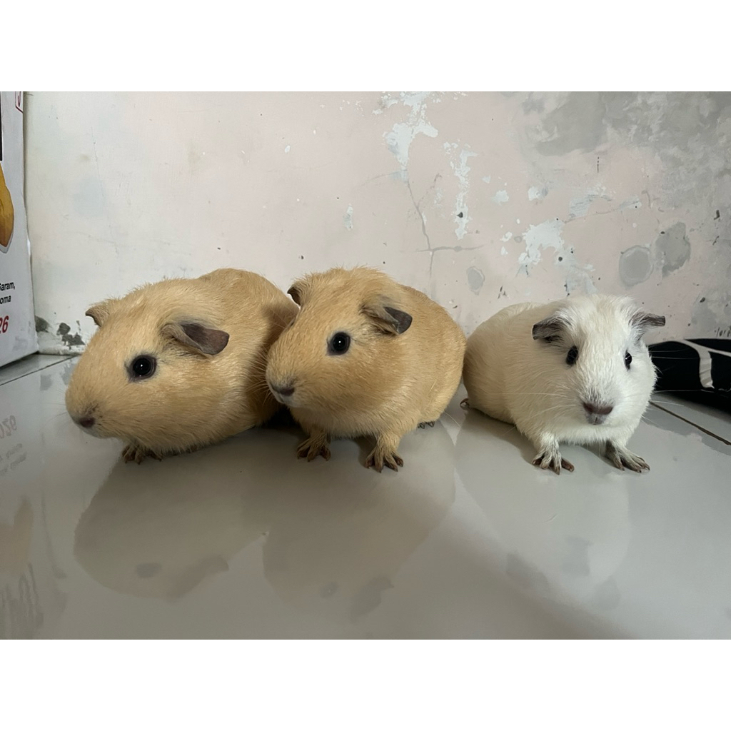 guinea pig marmut hias american