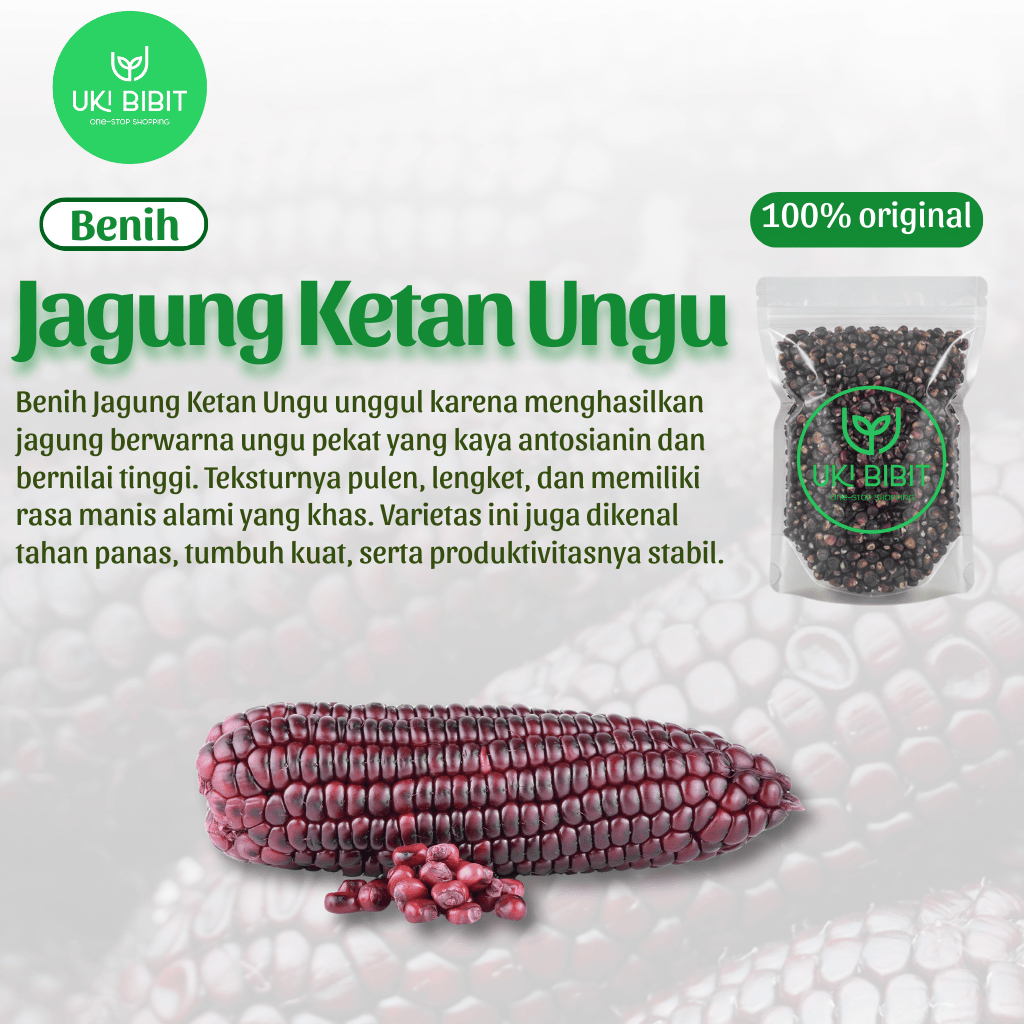 ( 100 Butir ) Benih Biji Jagung Ketan Ungu | Jagung Putih | Jagung Pelangi | Jagung Ketan Putih