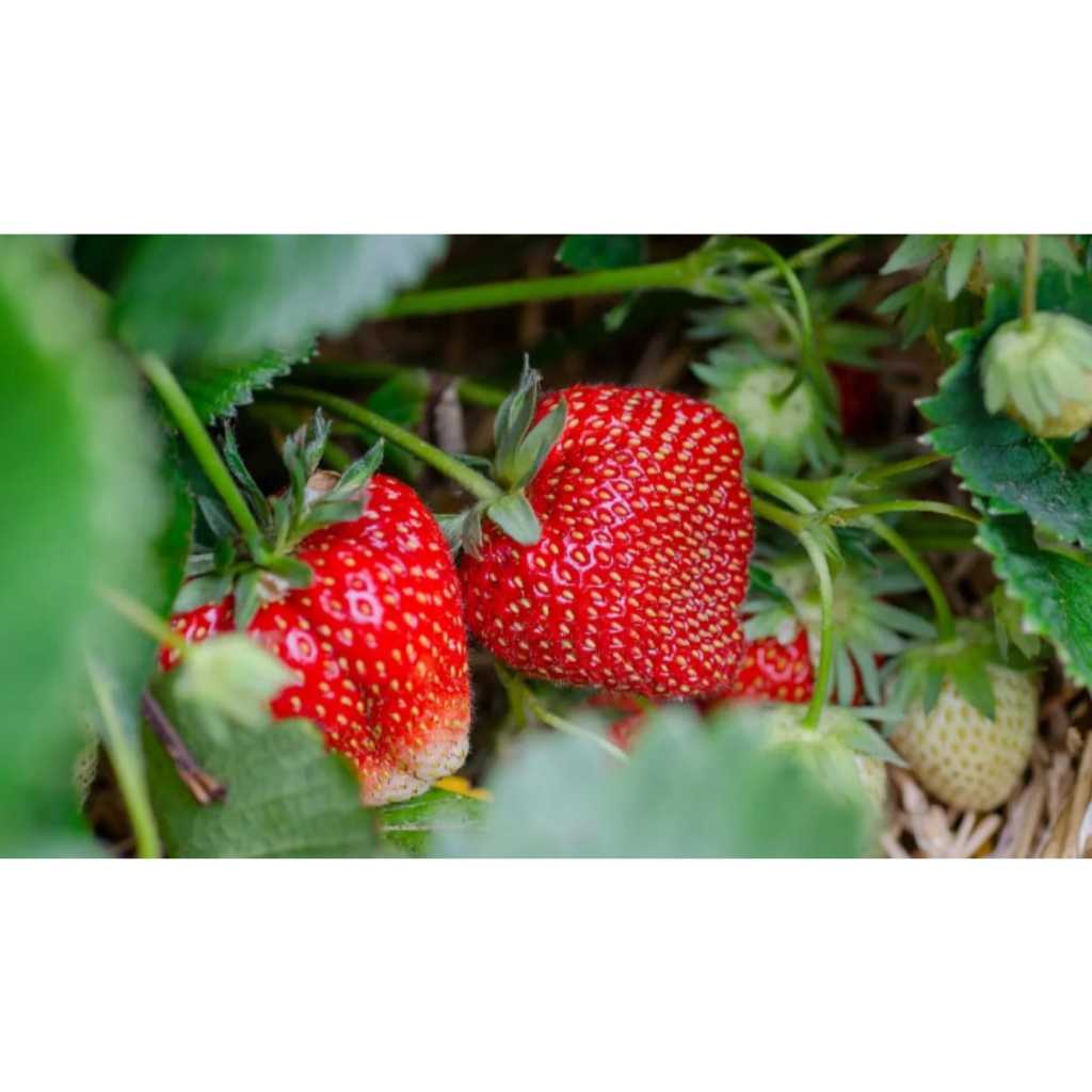 Biji Bibit Benih Buah Strawberry Mencir