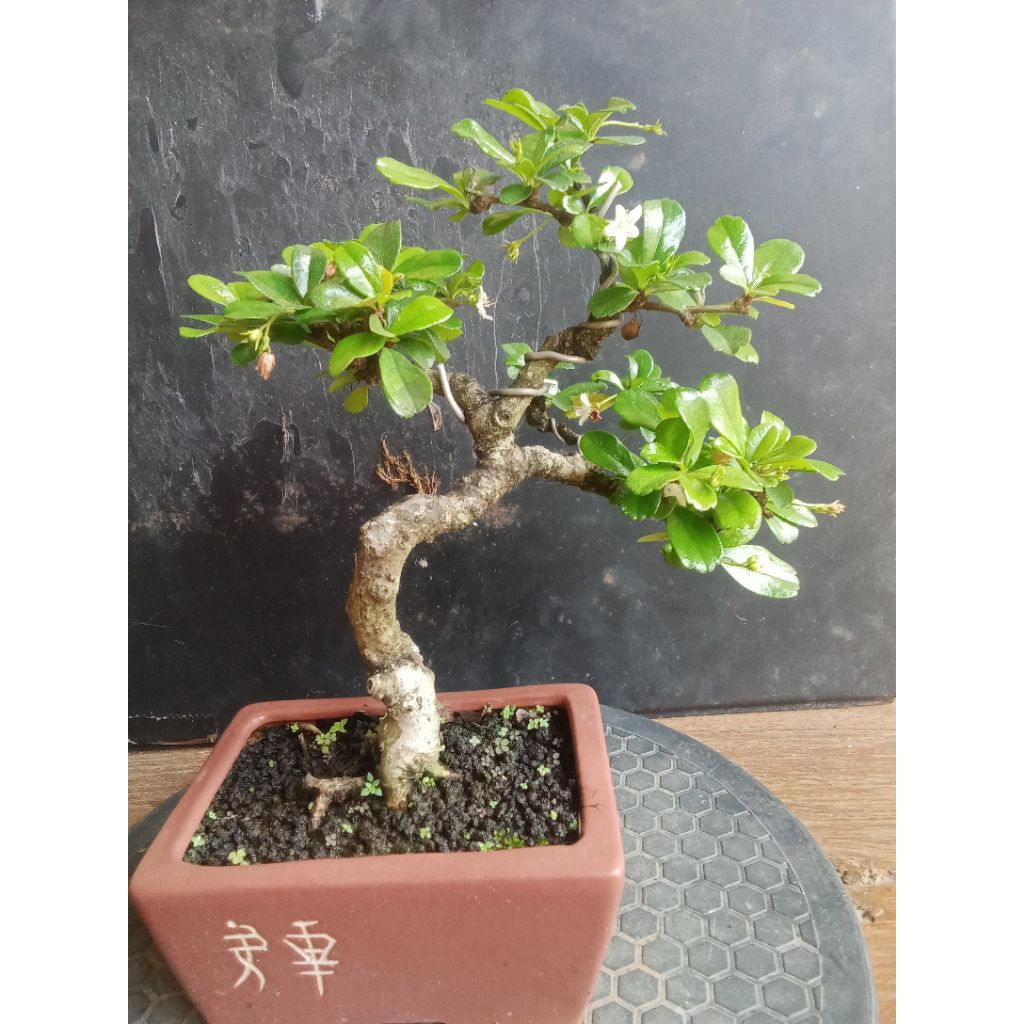 Bonsai Siap Pajang Jenis Hokianti bunga