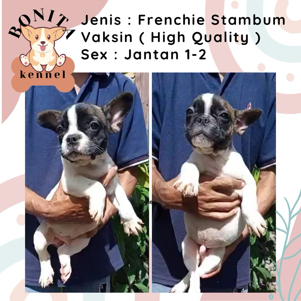Frenchie Bulldog Pied Stambum Anjing French Bulldog Jantan Betina