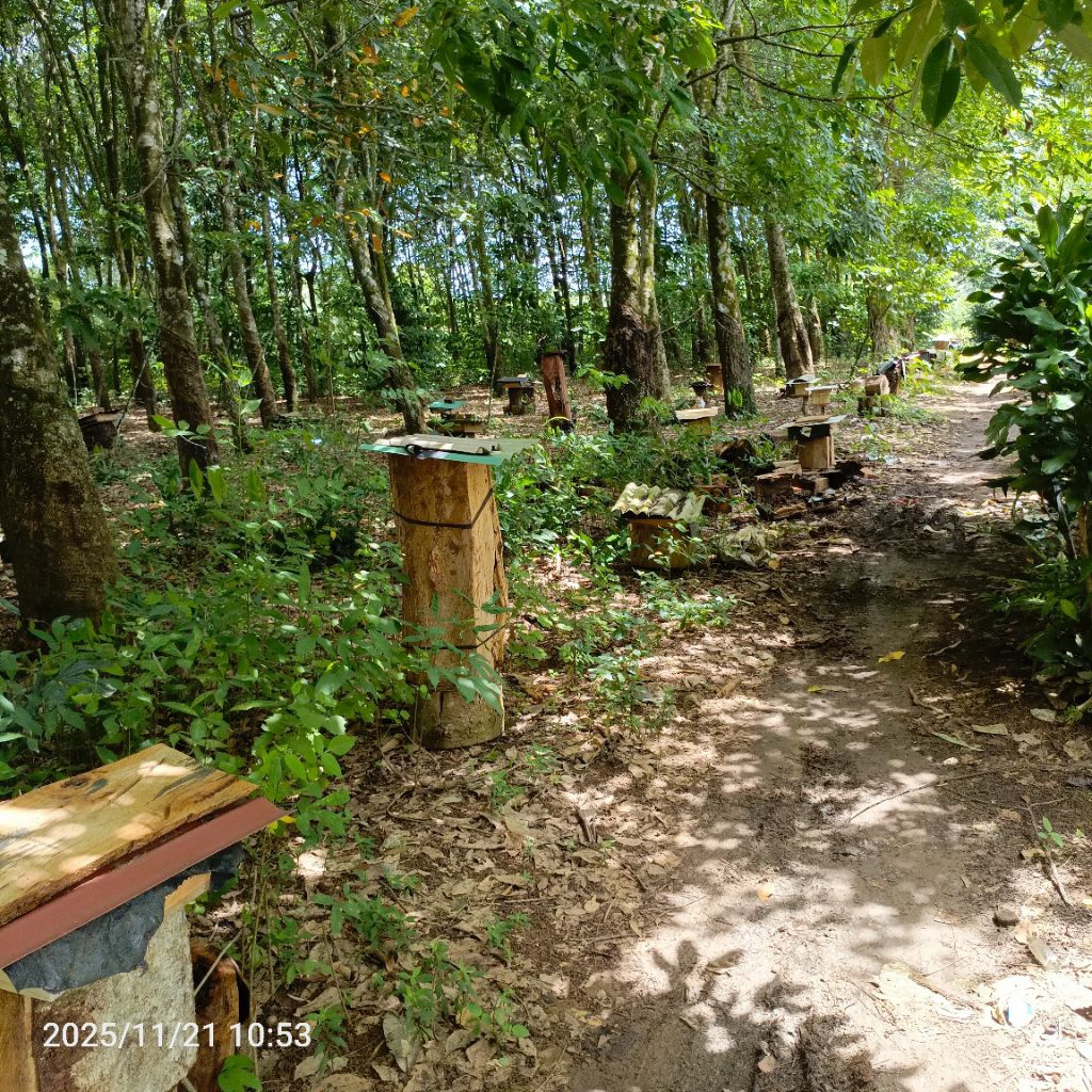 borongan 50 koloni kelulut klanceng itama  log ori log toping stup kotak,cek langsung