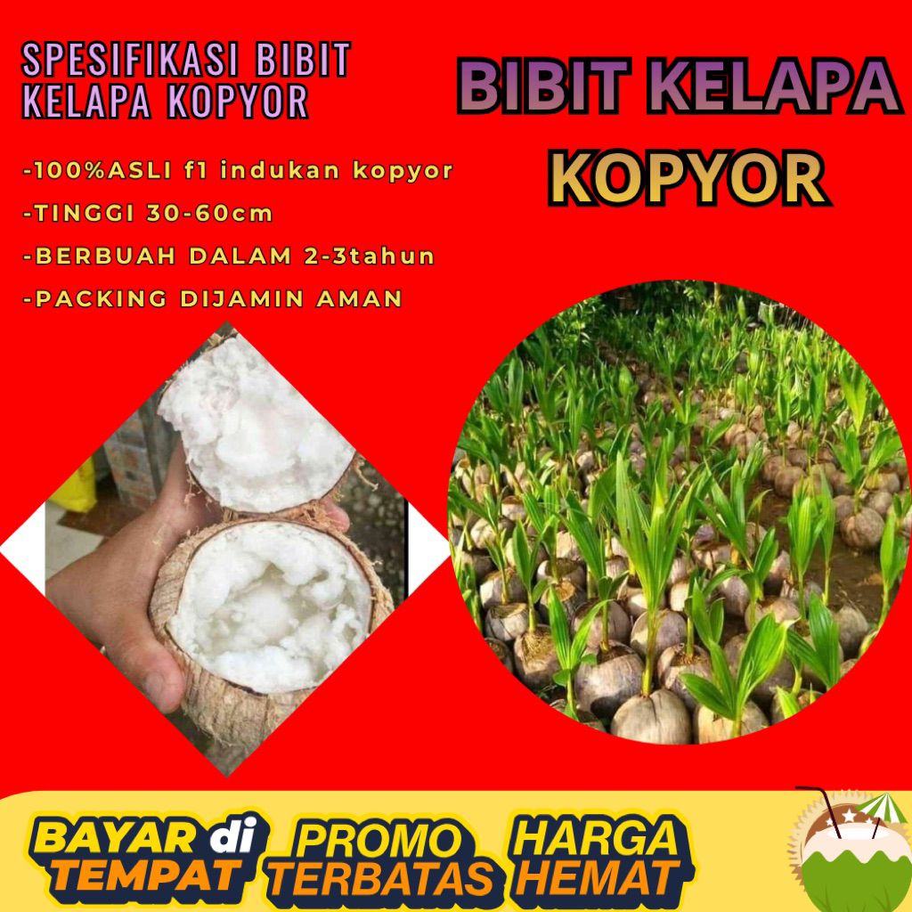 KUALITAS UNGGULAN  Bibit Kelapa Kopyor Madu, Bibit Kelapa Kopyor Super, Bibit Kelapa Kopyor Terdekat