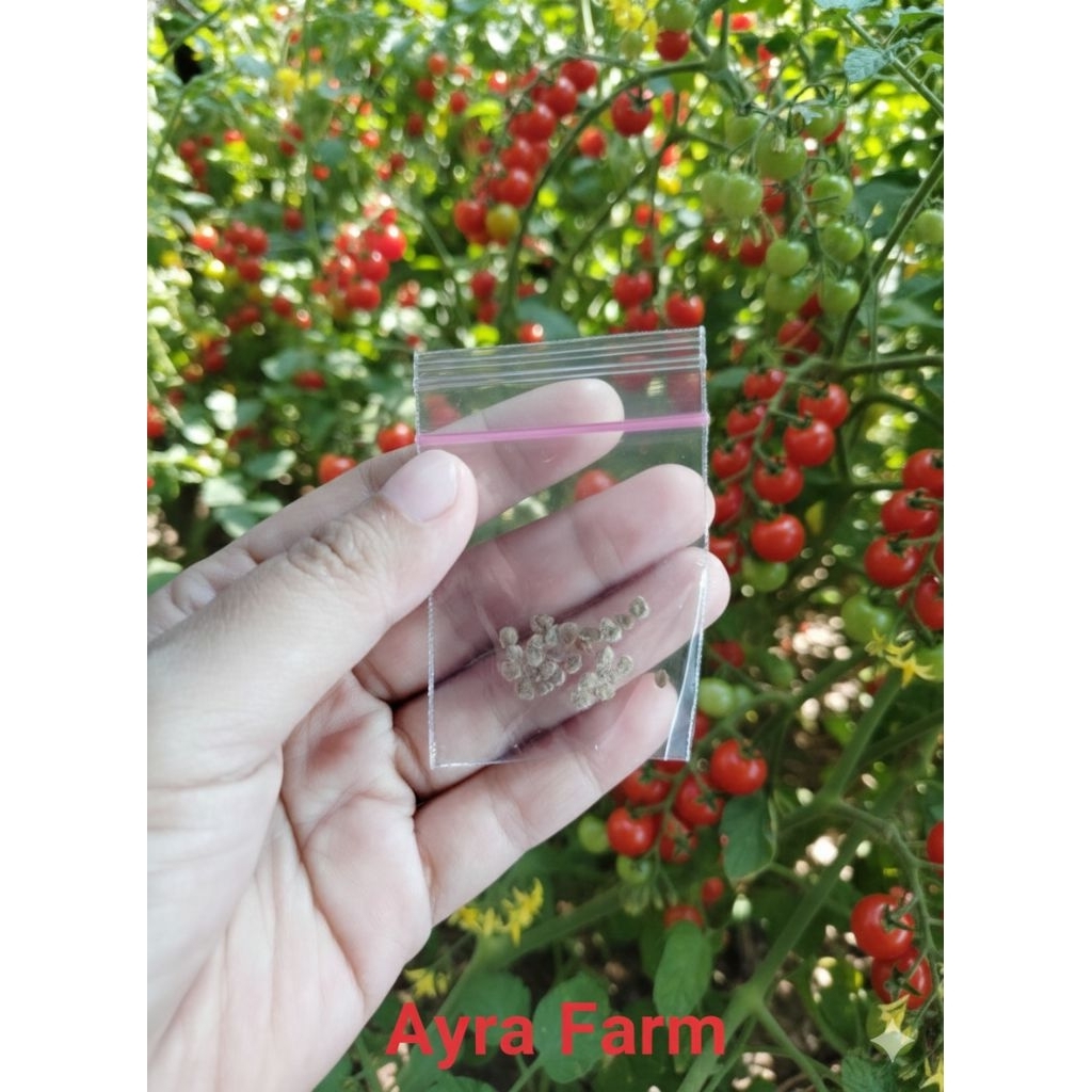 benih tomat ceri rampai / bibit tomat ceri rampai
