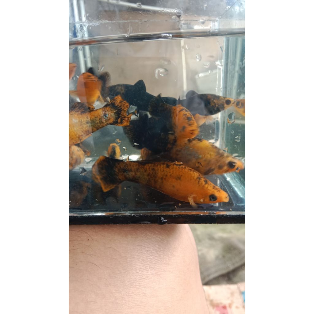 Molly golden black indukan