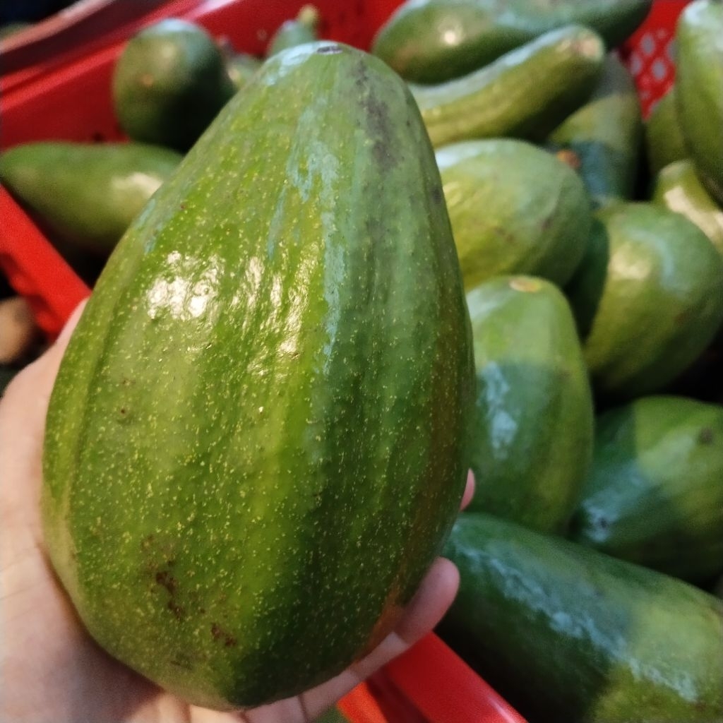 ALPUKAT ALIGATOR MURAH 1KG ISI 2-3 BUAH