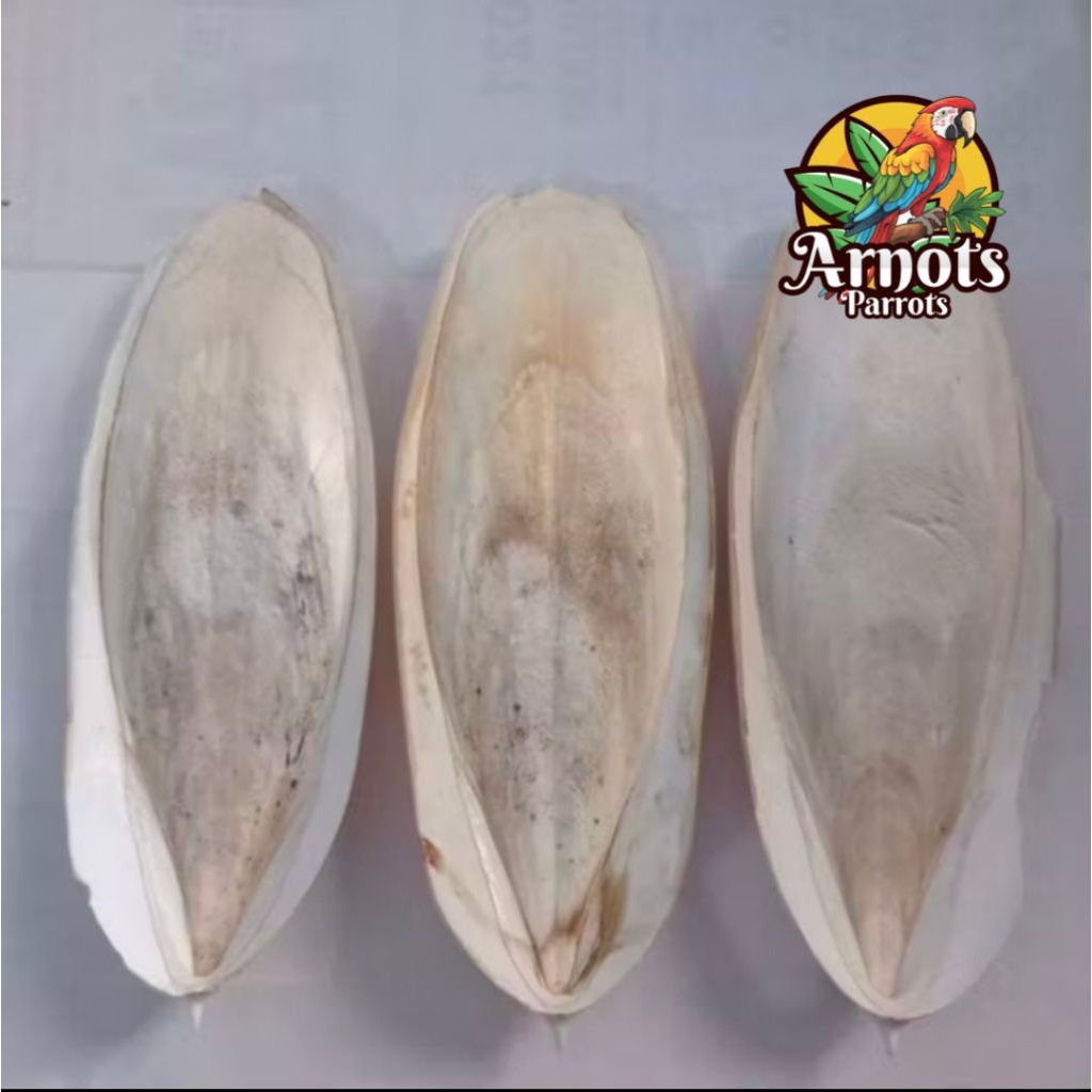 TULANG SOTONG SONTONG SUPER JUMBO 28 CM UP