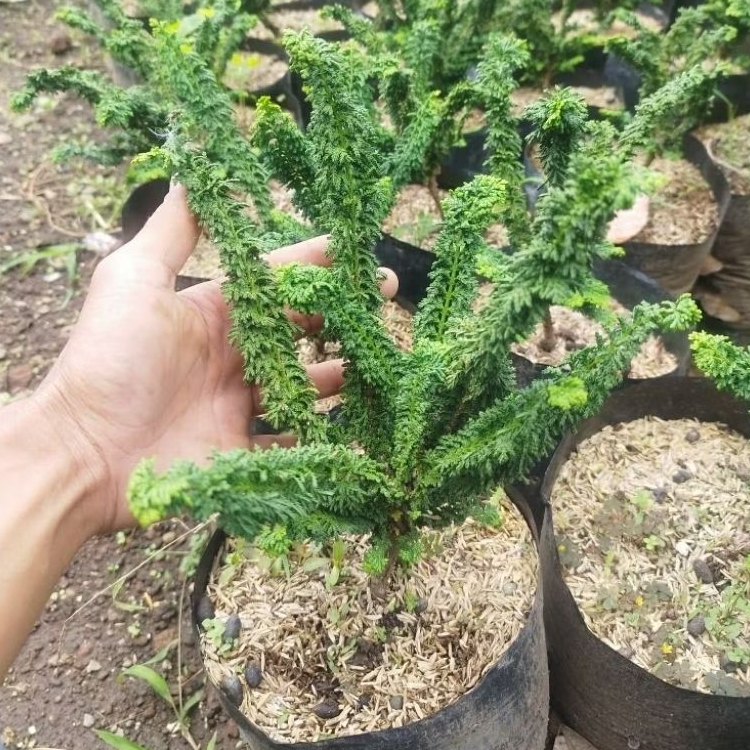 Tanaman Cemara SEKKA HINOKI - Cemara Tisu - Bahan Bonsai