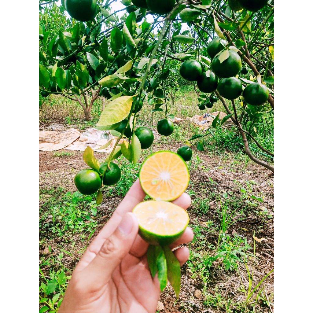 Jeruk peras siam madu