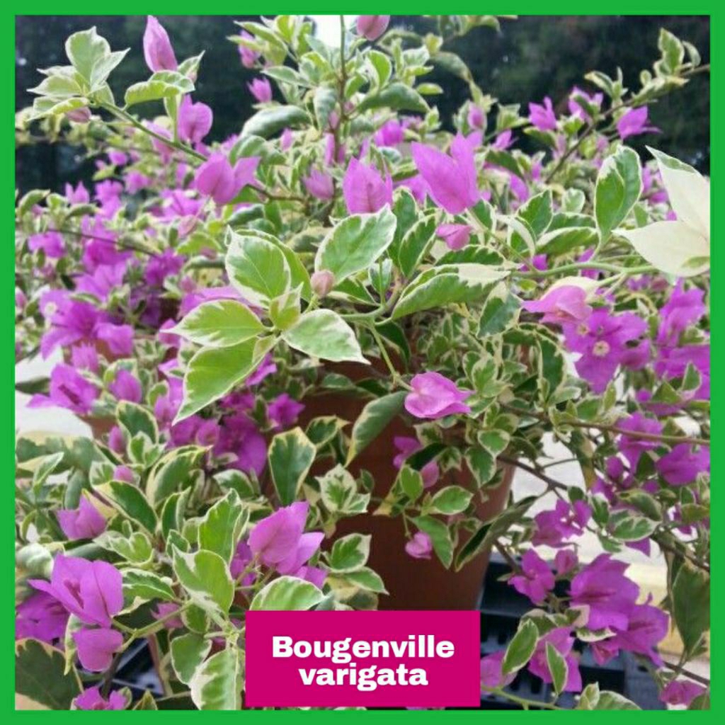 Tanaman hias bougenville varigata | Bougenville varigata bunga ungu | kembang kertas varigata ungu