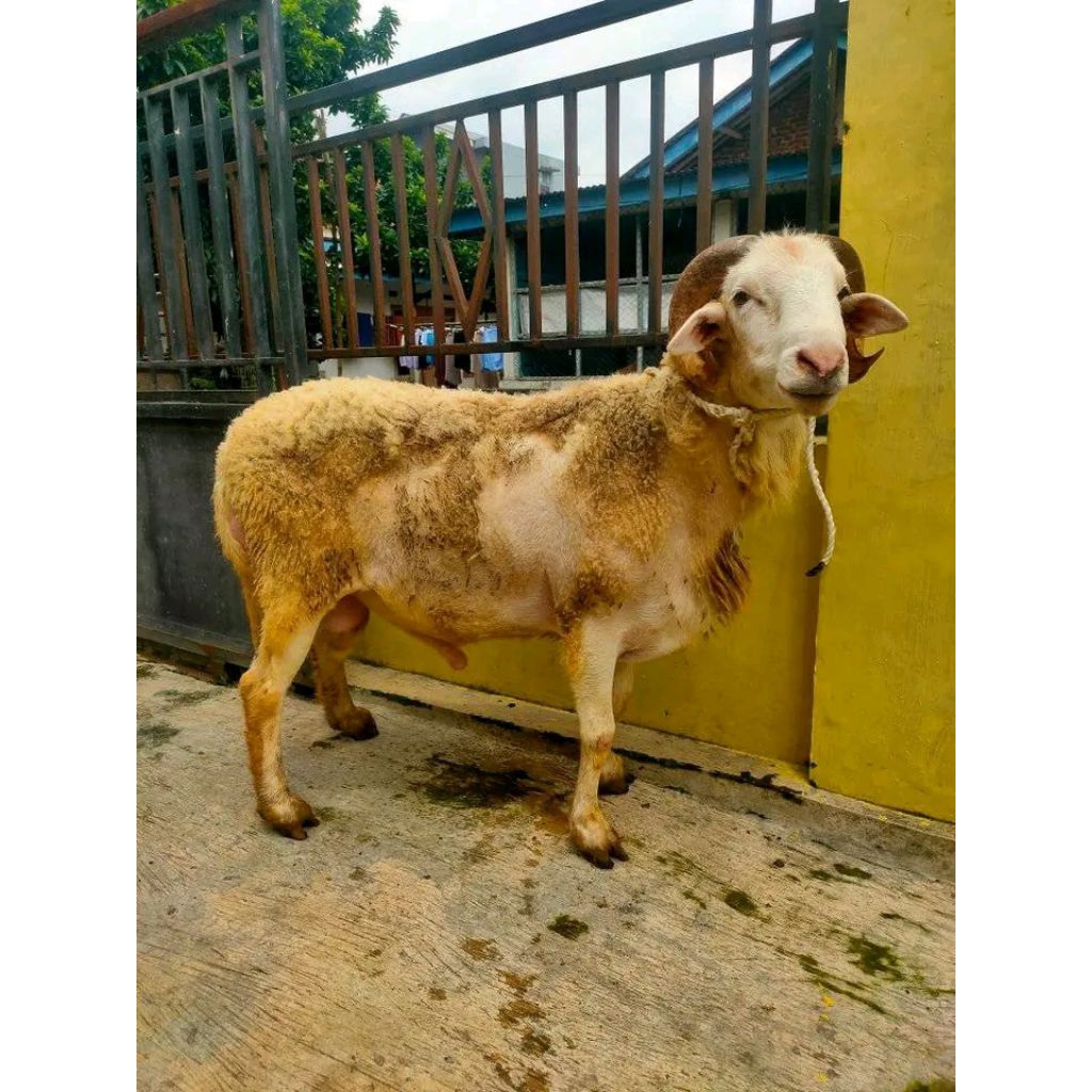 kambing termurah di pulau jawa