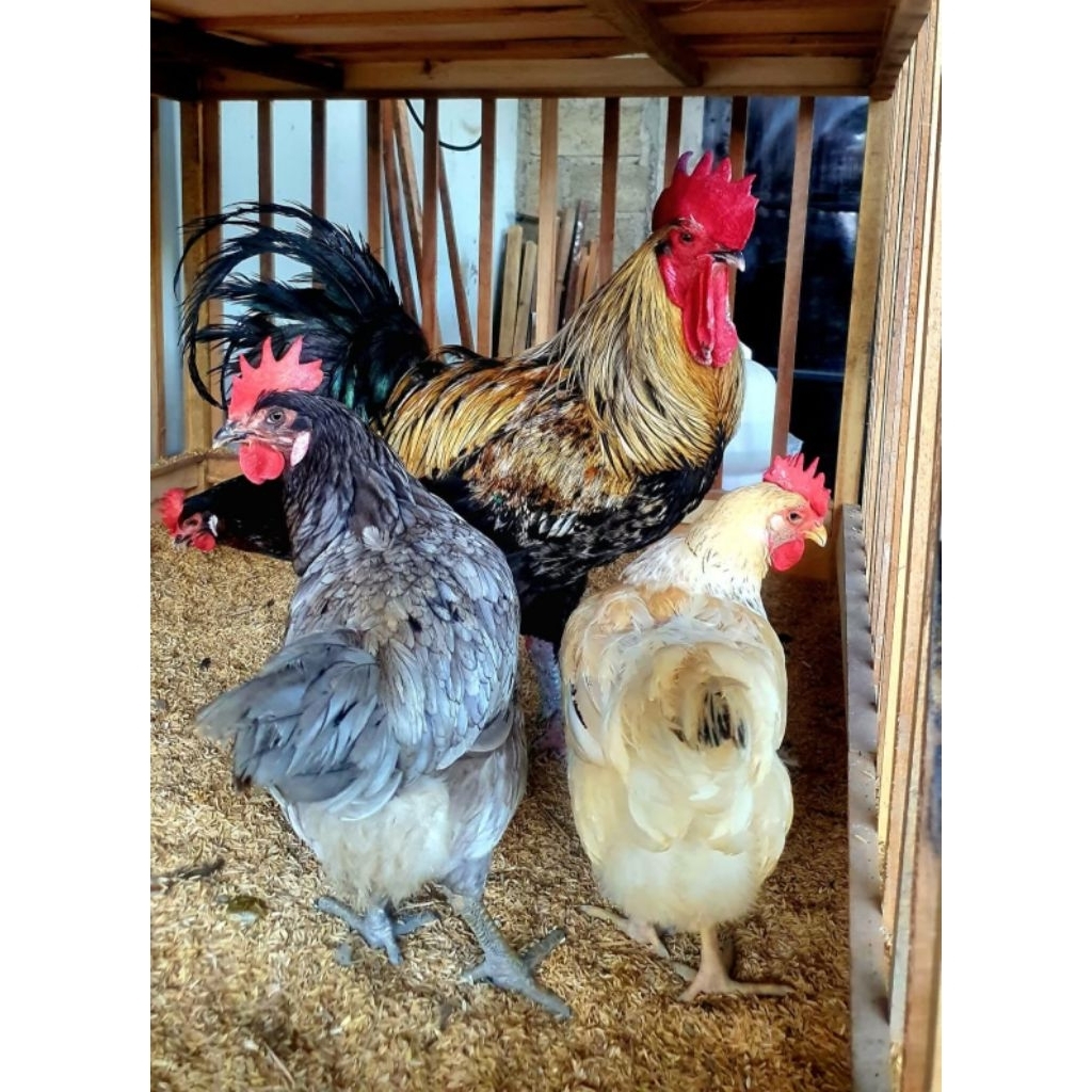 PAKET 10 BUTIR Telur Fertil Ayam BP3 & Golden Permud