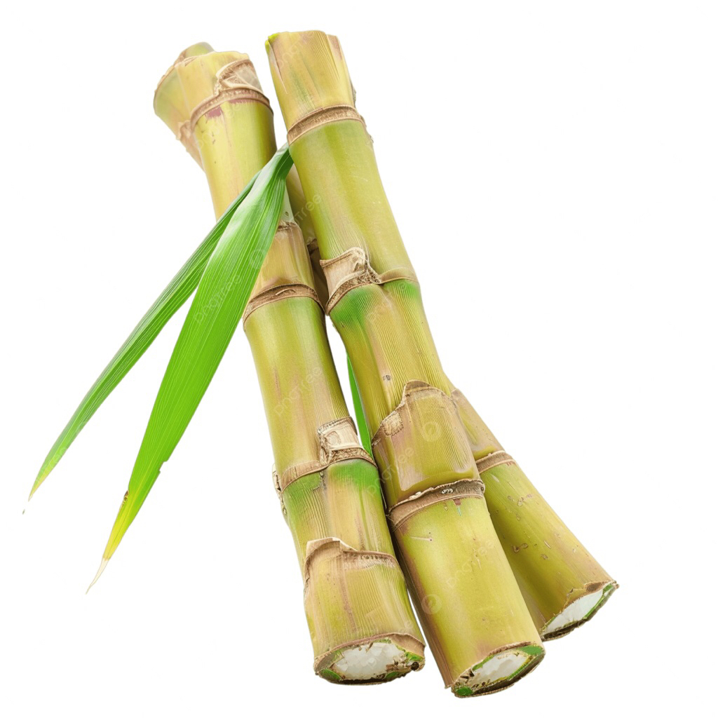 Tebu Kuning / Tebu Hijau