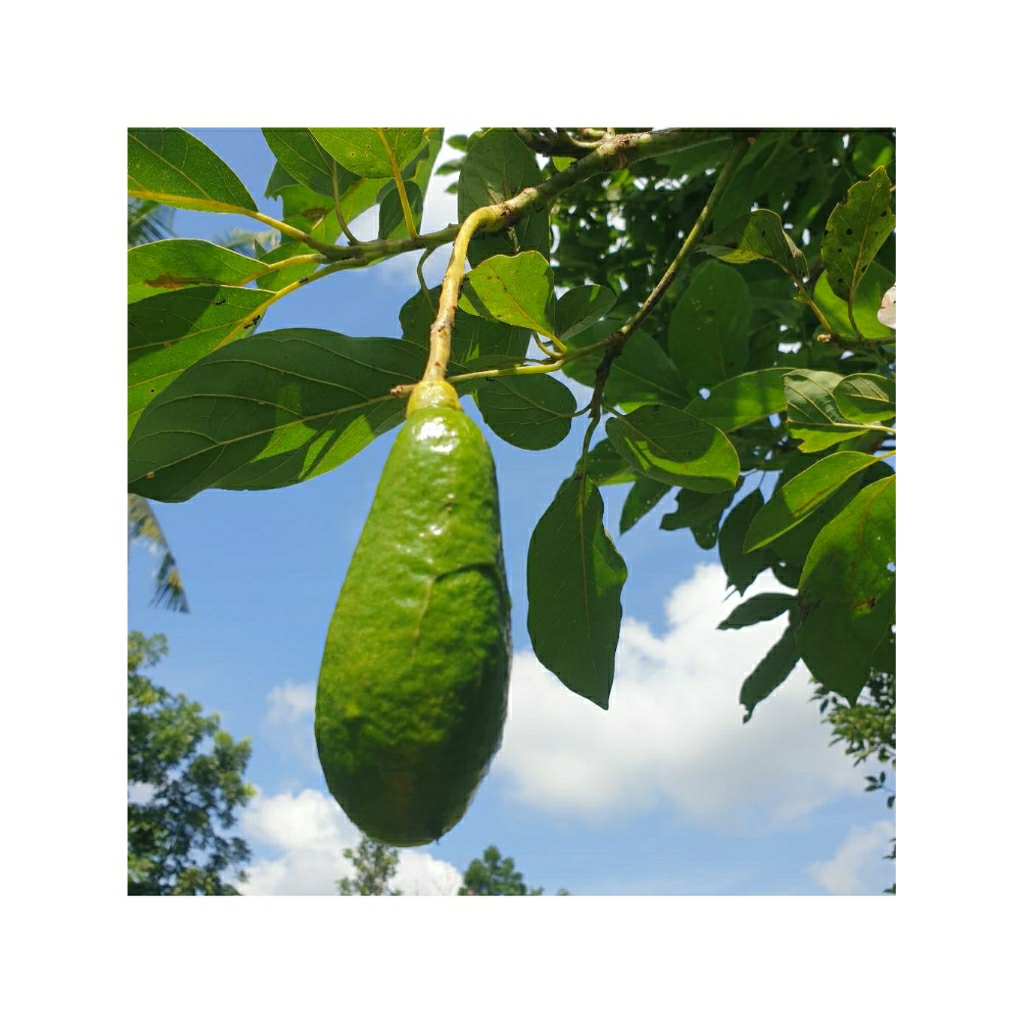 Entres Alpukat Jenis Kelud/Subang