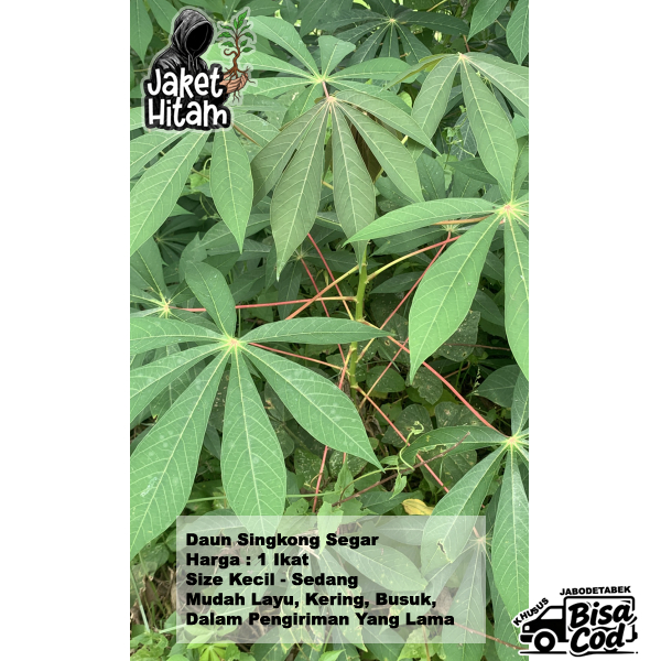 Daun Singkong 1 Ikat Untuk Buntil Lalapan Rebus