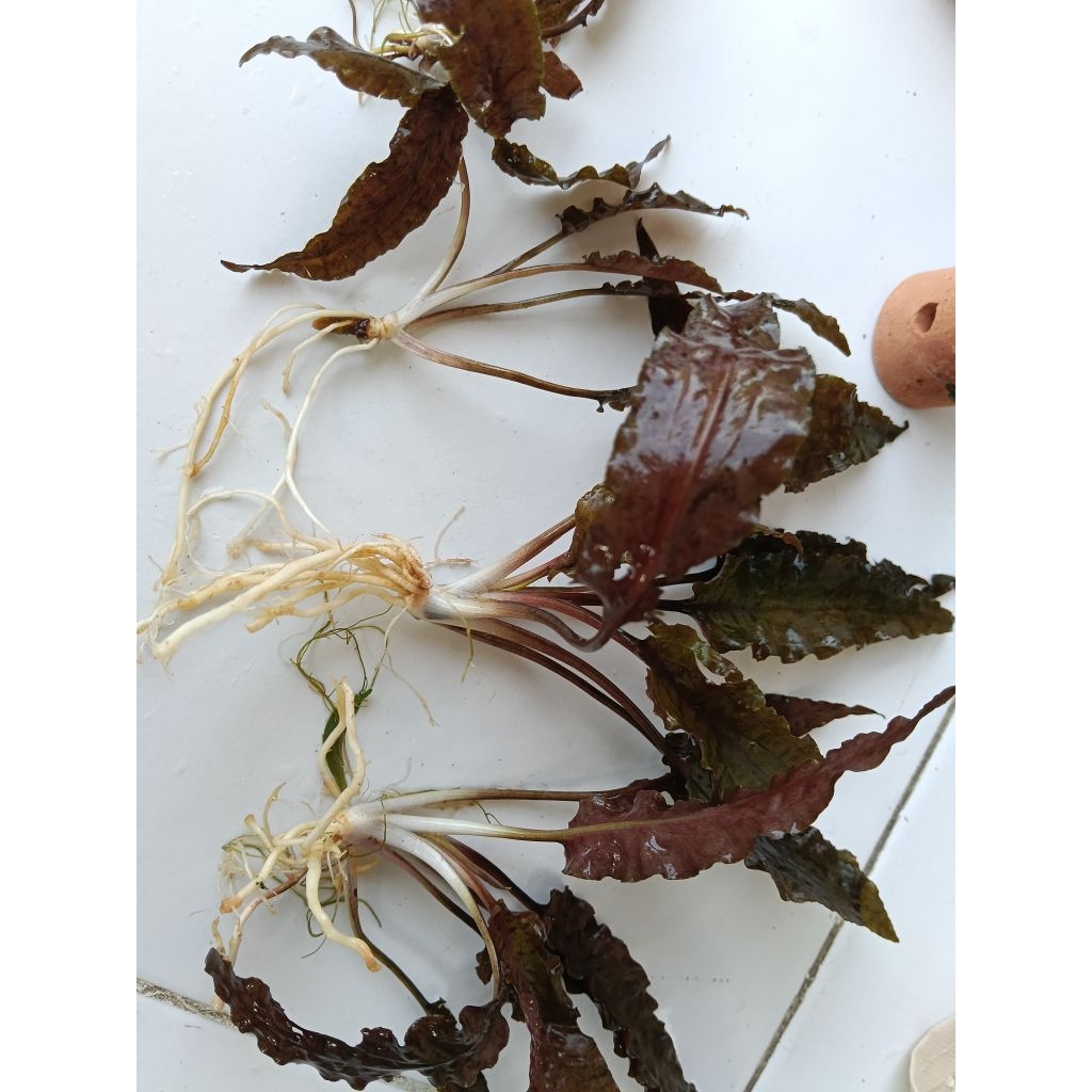 Tanaman aquascape kripto sunset florida