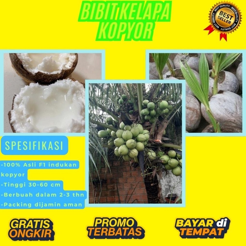 DIJAMIN ASLI  Pohon Kelapa Kopyor Kultur Jaringan, Pohon Kelapa Kopyor Madu