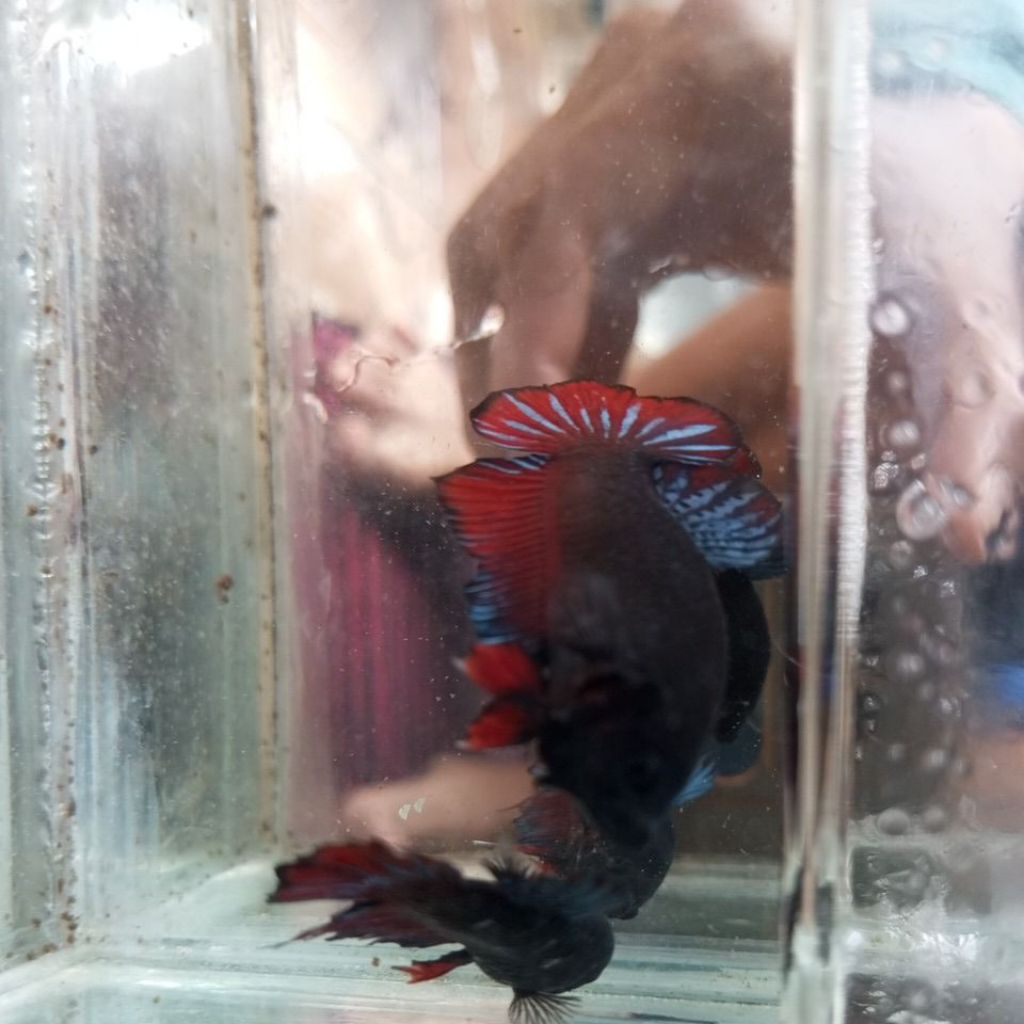 cupang bagan lokal super