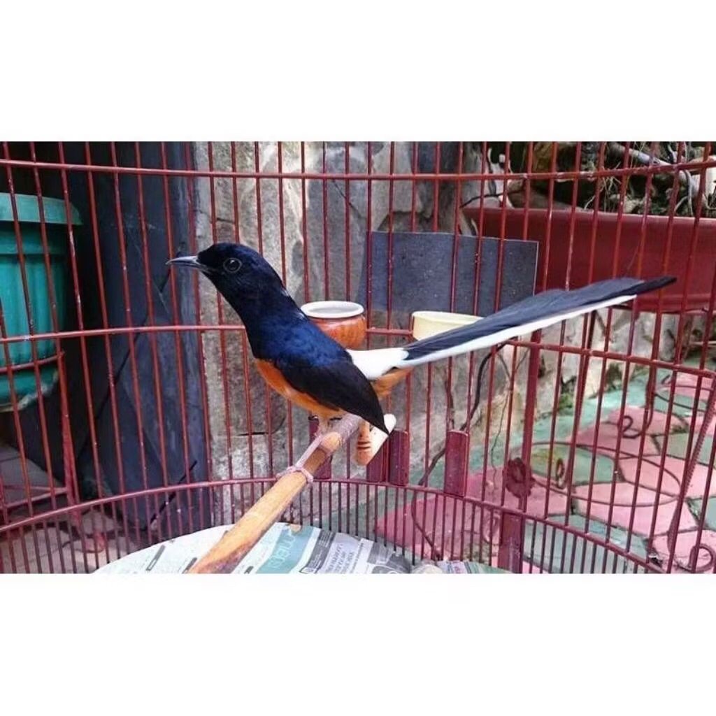 Murai Batu Jantan MH Ekor Panjang Klewerr Sehat Gemuk