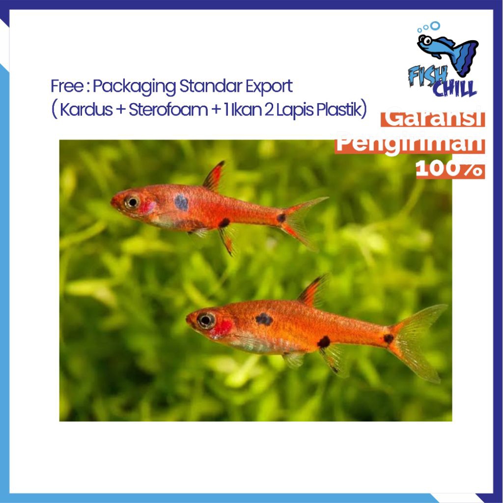 Hiasan Aquarium • ISI 10 RASBORA MACULATA / DWARF RASBORA / BORARAS MACULATUS / CHILI RASBORA / BORA