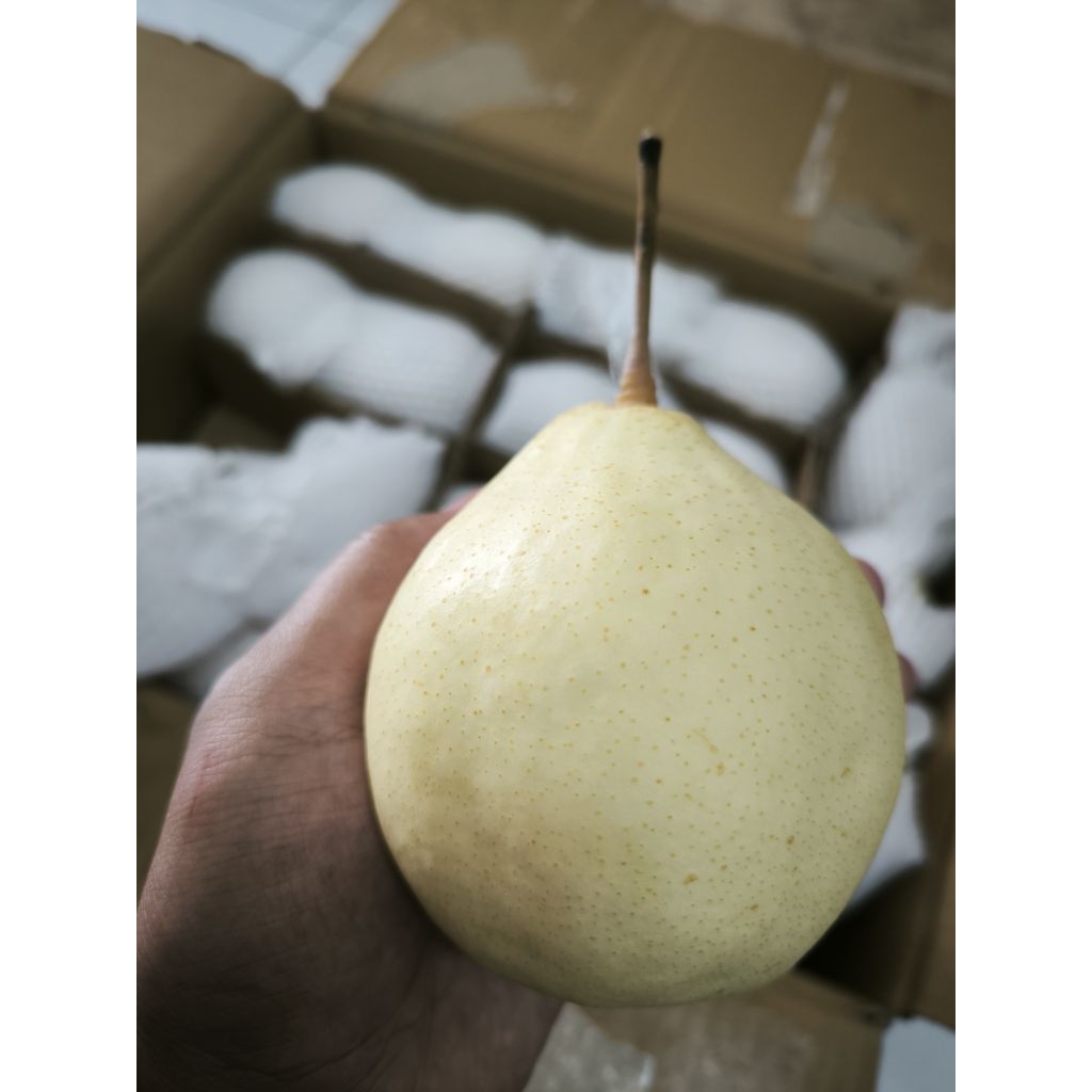 Pear Century/Buah Pear/Apel Pear/Pear Madu 1000g
