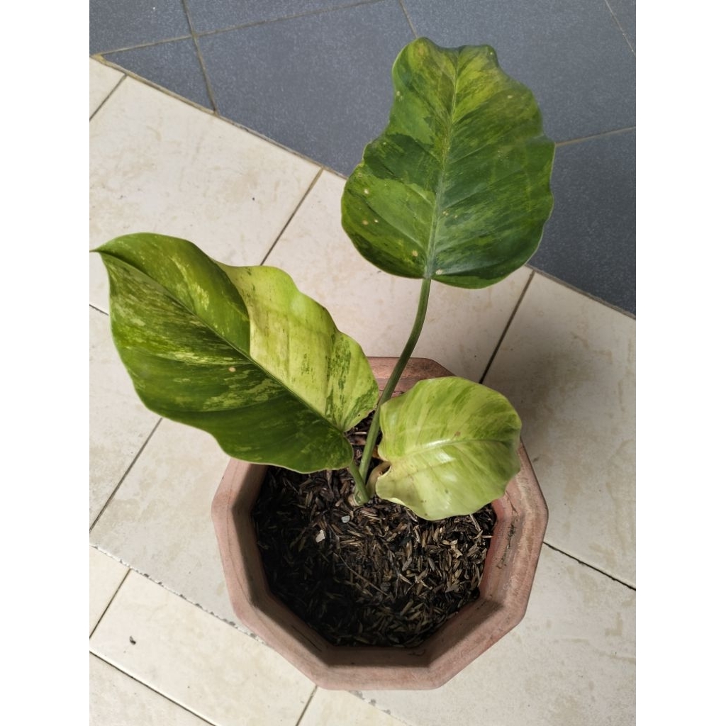 Jungle Fever Varigata