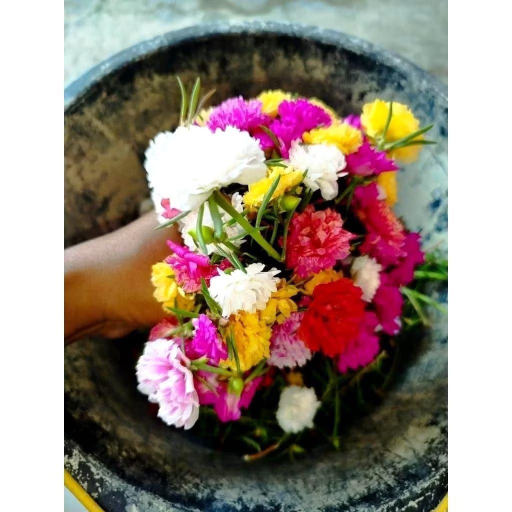 PROMO 50 STEK BUNGA HIDUP MOSS ROSE KROKOT IMPORT BUNGA HIAS KROKOT TERMURAH