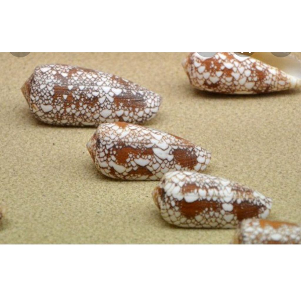 Cangkang Keong  Laut Kerang Batik Antik /pcs