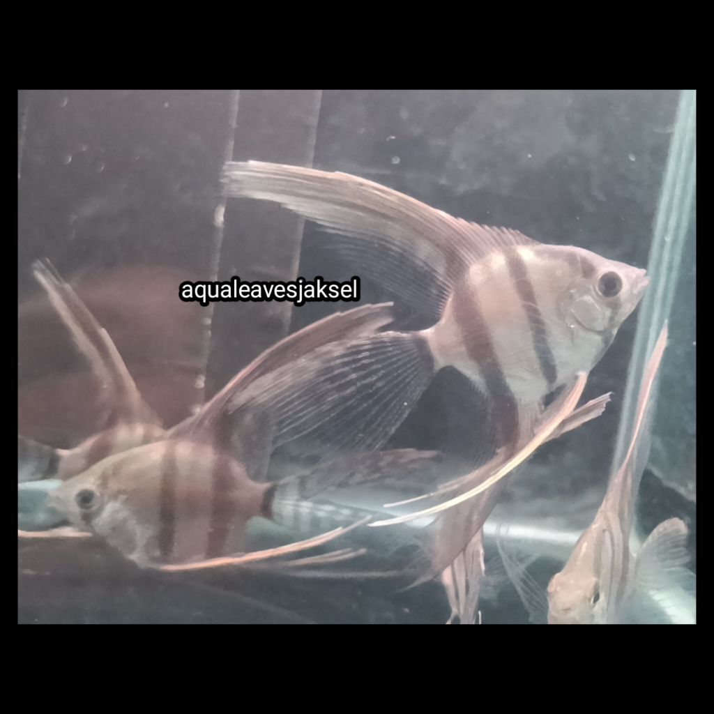 ikan manfish altum slayer