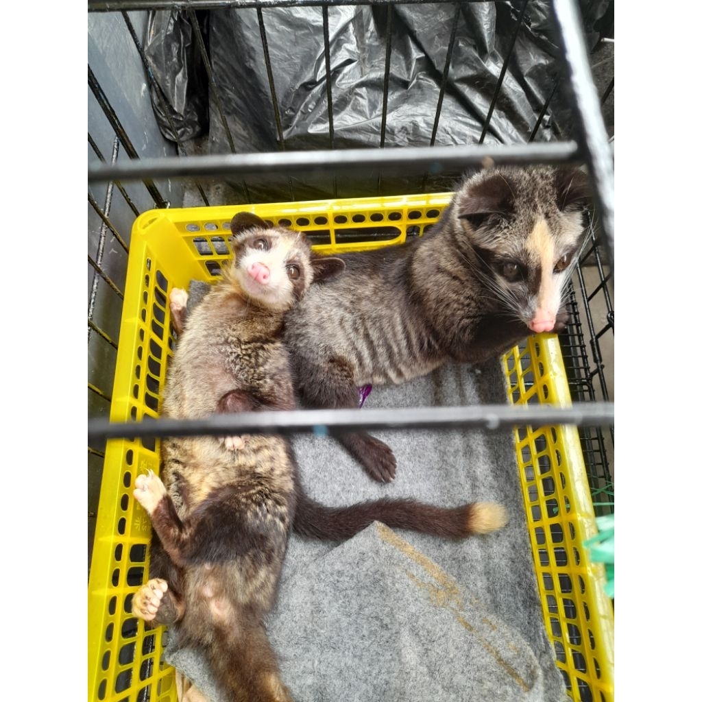 musang low mozaik 1 pasang siap breeding/ternak