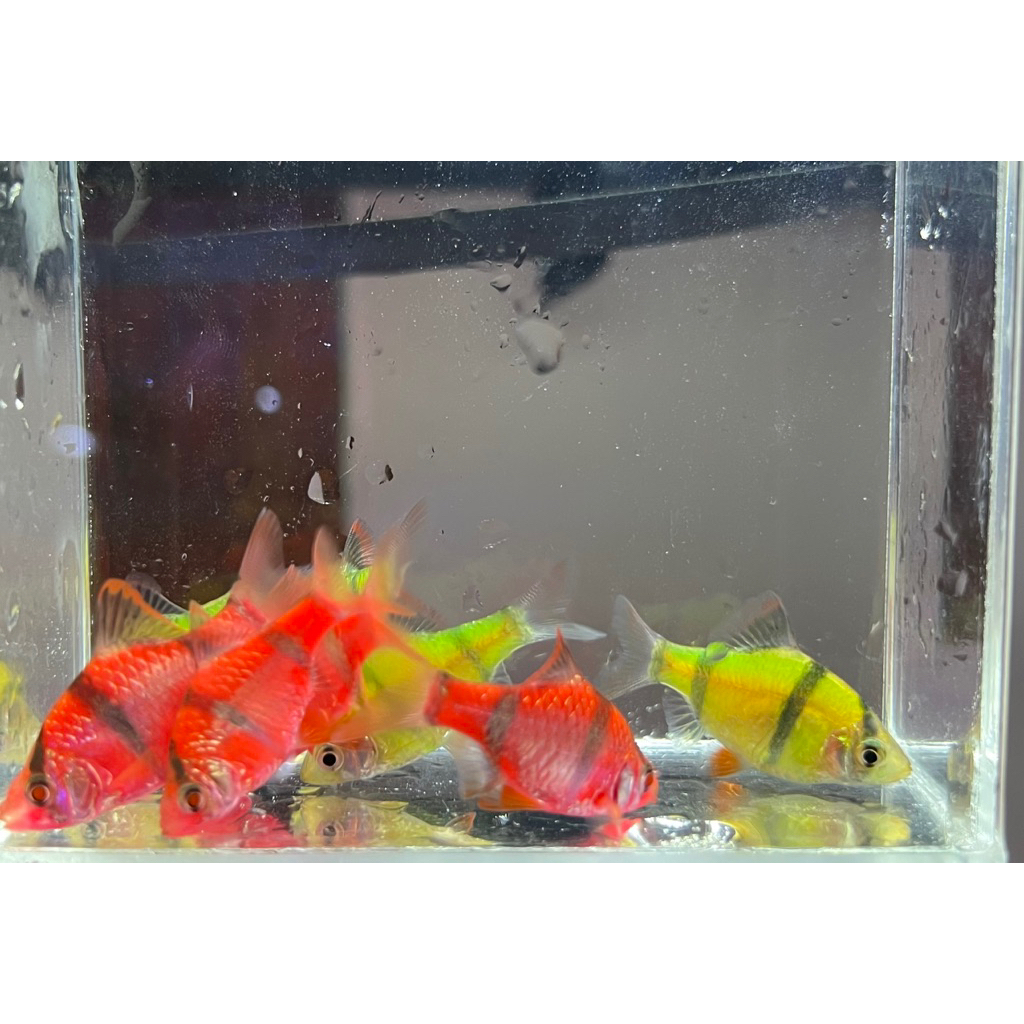 Sumatra Glow,Sumatra Glowfish,Sumatra Garis-garis