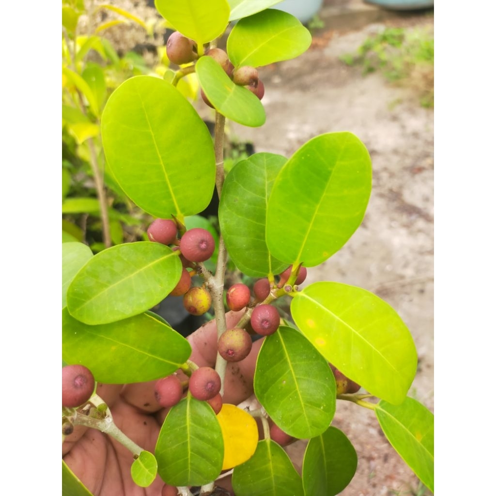 BIBIT bonsai import Ficus Amplas Taiwan