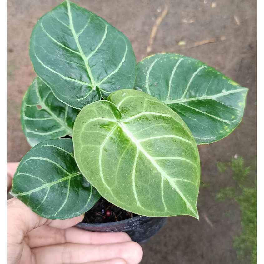 Anthurium Dressleri Hybrid - Tanaman Hias Anthurium Dressleri / Anthurium Dreslerii / Anthuirum Kupi