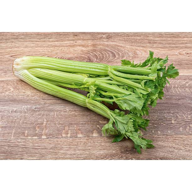 BIBIT SELEDRI BATANG BESAR TERMURAH LARIS