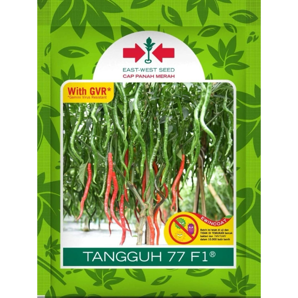 BENIH CABE KERITING TANGGUH 77 F1 Isi 2000 BUTIR 100% ASLI